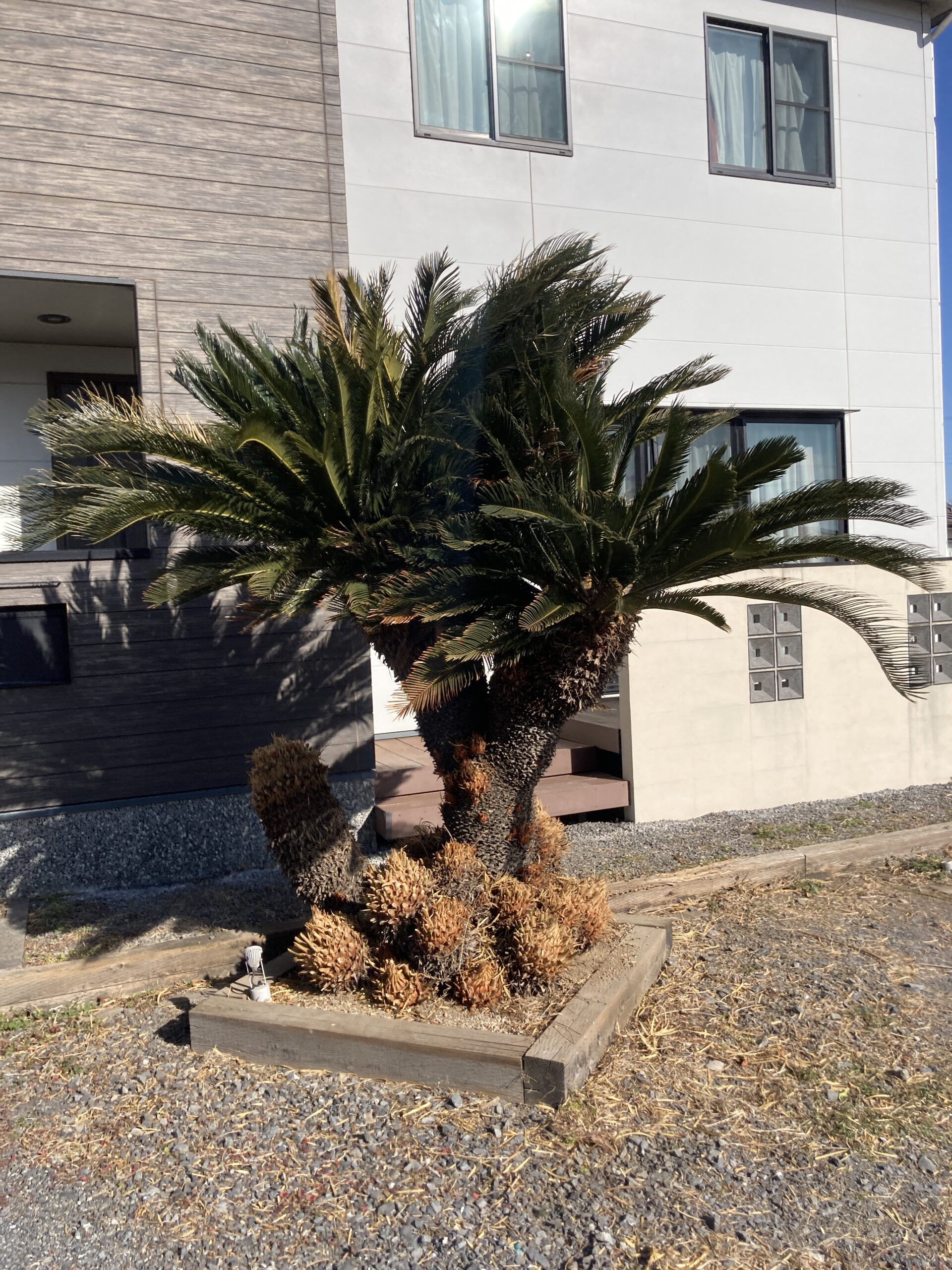 七本木デザイナーズ中古住宅 - 画像8